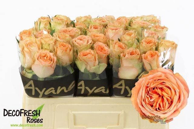 <h4>R GR BARBARELLA</h4>