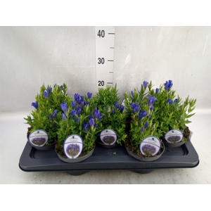 Gentiana  'Diana'