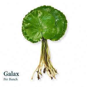 GALAX URCEOLATA BS