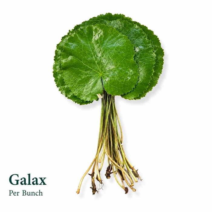 <h4>GALAX URCEOLATA BS</h4>