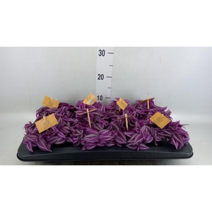 Tradescantia zebr. 'Pink Paradise'