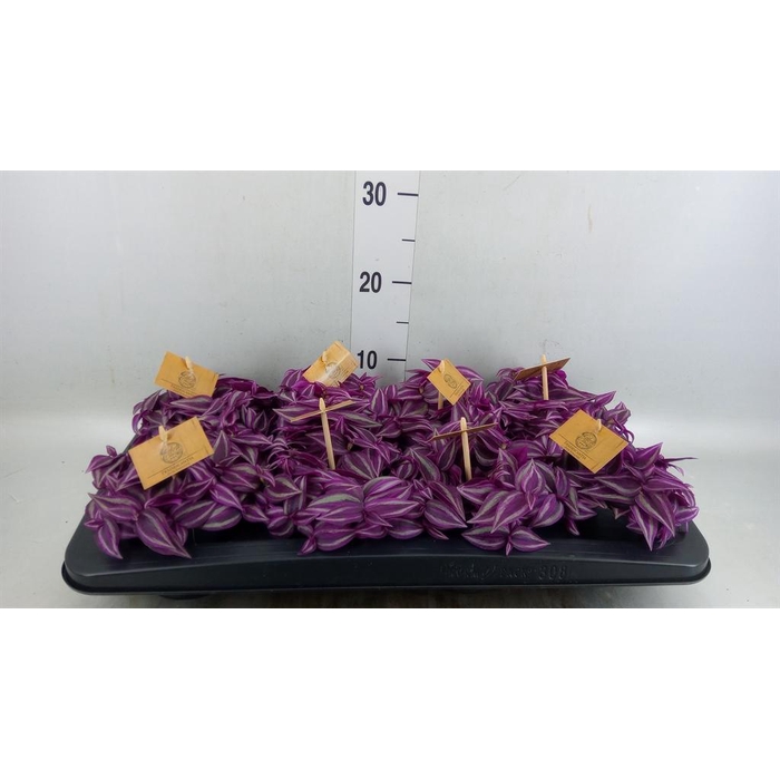 <h4>Tradescantia zebr. 'Pink Paradise'</h4>