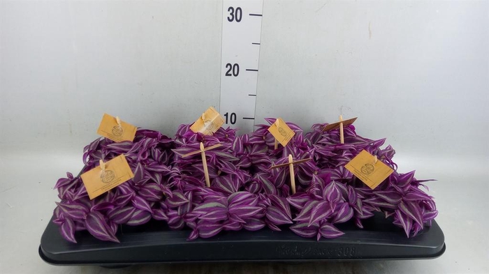 <h4>Tradescantia zebr. 'Pink Paradise'</h4>