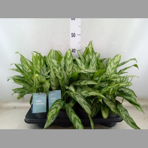 Aglaonema comm. 'Silver Queen'