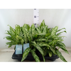 Aglaonema comm. 'Silver Queen'