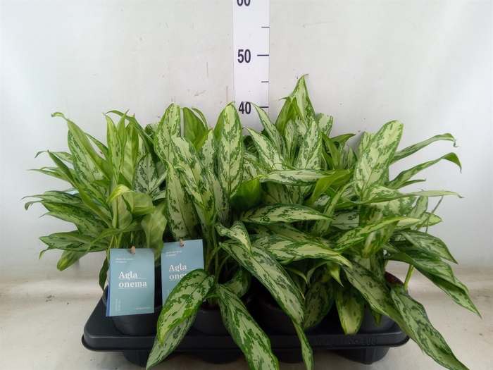 <h4>Aglaonema comm. 'Silver Queen'</h4>
