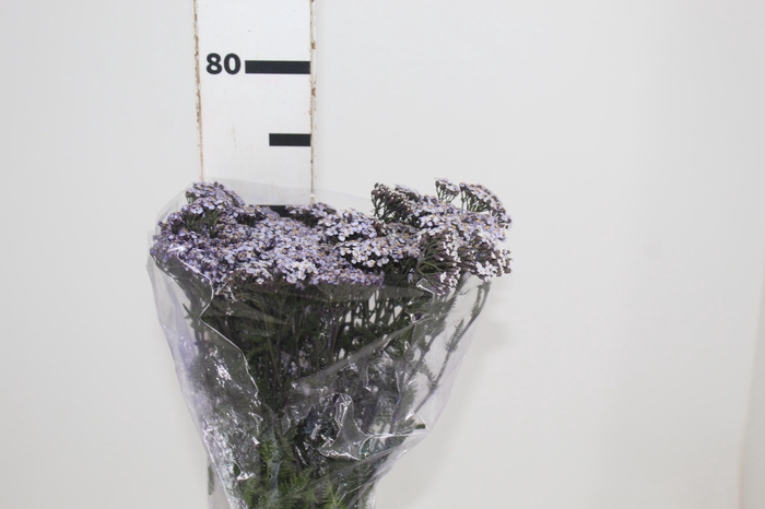 <h4>ACHILLEA LILAS</h4>