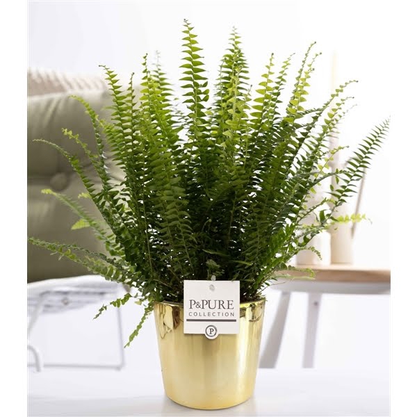 <h4>Nephrolepis Green Lady in P&PURE Laryssa ceramics shiny gold</h4>