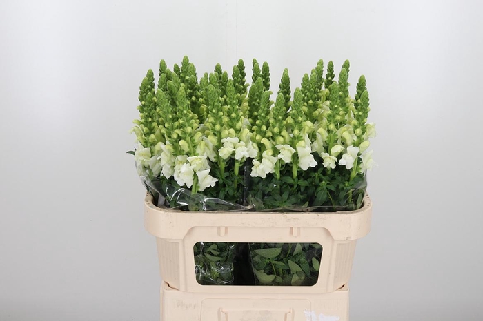 <h4>Antir Antibes White</h4>