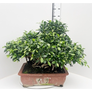 Ficus retusa, pot 51cm. Height 75cm.( single item)