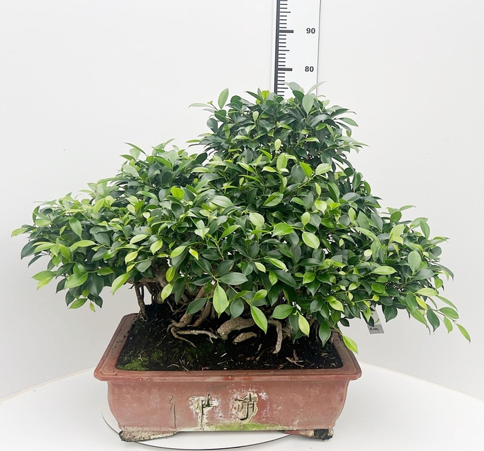<h4>Ficus retusa, pot 51cm. Height 75cm.( single item)</h4>