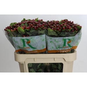 Hypericum Magical Seasons