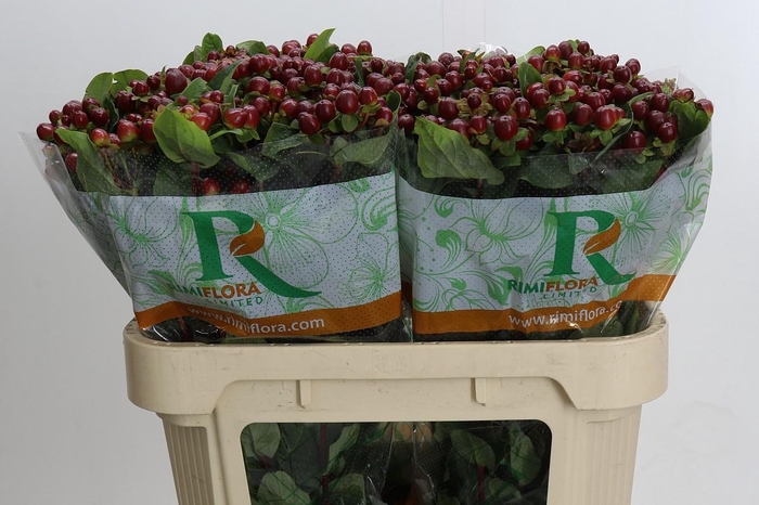 Hypericum Magical Seasons