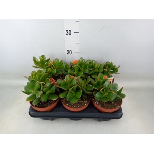 Crassula ovata 'Sunset'