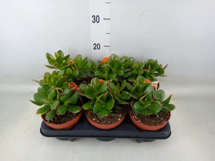 <h4>Crassula ovata 'Sunset'</h4>
