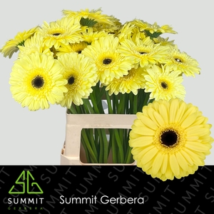 Gerbera Matteo Water x40