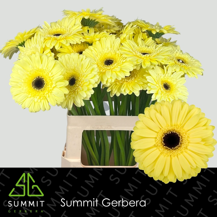 <h4>Gerbera Matteo Water x40</h4>