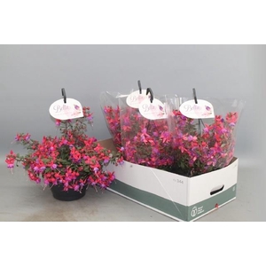 FUCHSIA B F HANG GEM