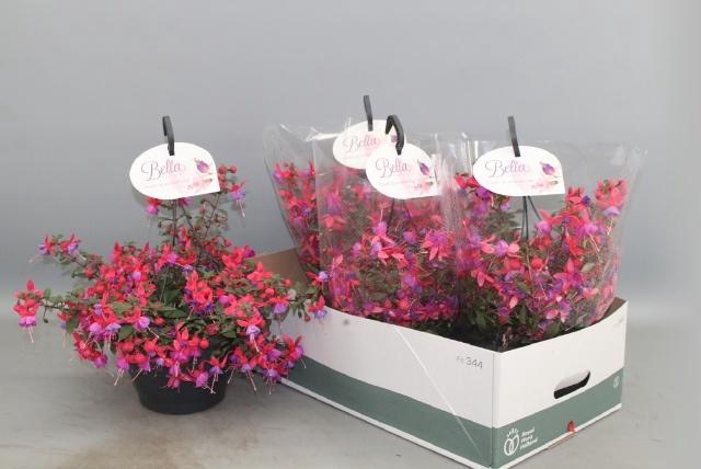 <h4>FUCHSIA B F HANG GEM</h4>