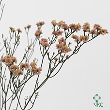 Limonium St Orange X50