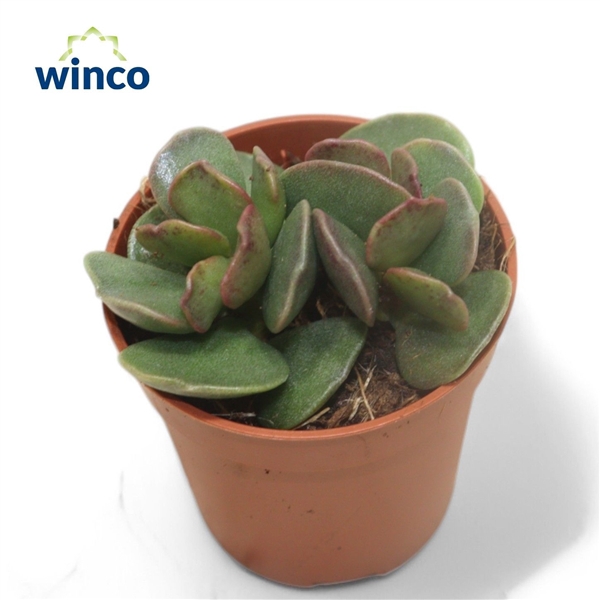 <h4>Adromischus Cooperii</h4>