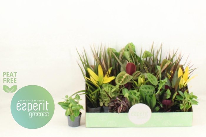 <h4>KAMERPL GEM OV</h4>