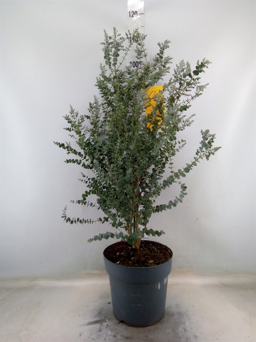 <h4>Eucalyptus gunnii 'Azura'</h4>