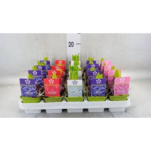 Hyacinthus orie. 'Pearl'  ...mix  5