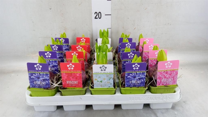 <h4>Hyacinthus orie. 'Pearl' ...mix 5</h4>
