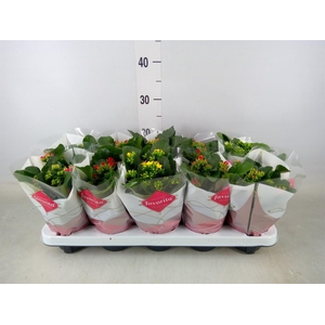 Kalanchoe blos.   ..mix 6