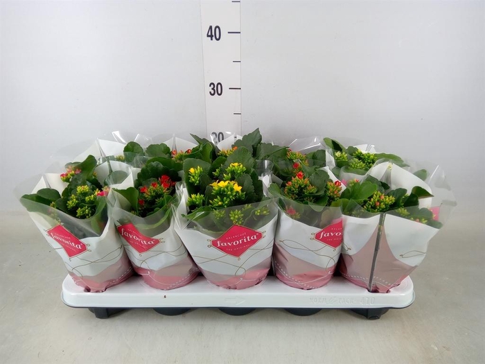 <h4>Kalanchoe blos.   ..mix 6</h4>