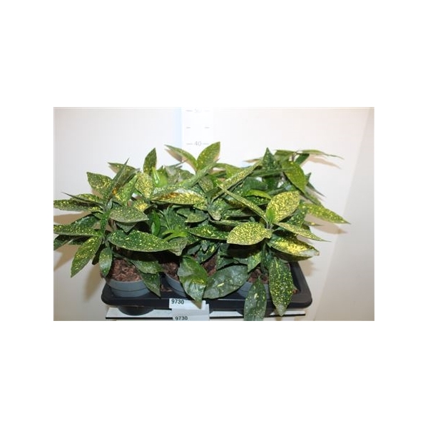 <h4>Aucuba J Variegata Outdoor</h4>