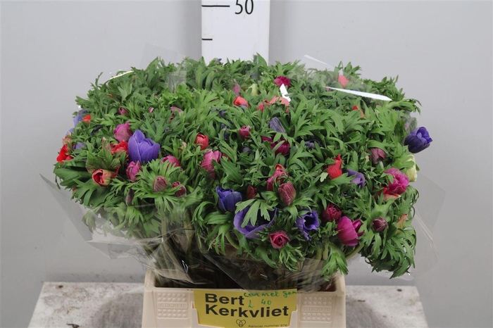 <h4>Anem Co Carmel Gem</h4>