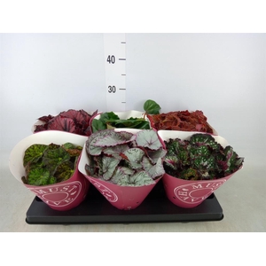 Begonia BD 'Beleaf'   ...mix