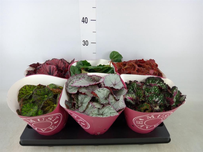 <h4>Begonia BD 'Beleaf'   ...mix</h4>