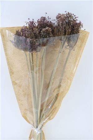 <h4>Dried Allium Cherry 10pc Bunch Slv</h4>