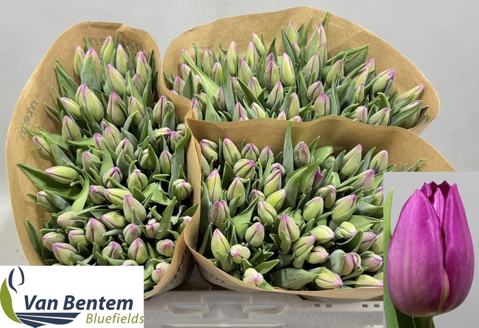 <h4>TU EN GOMERA</h4>