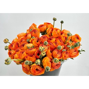 Ranunculus Clooney Lambada Super