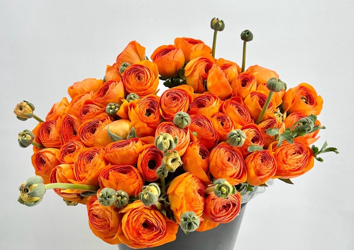 Ranunculus Clooney Lambada Super