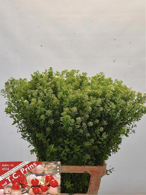 <h4>SPIR NIP SNOWMOUND</h4>