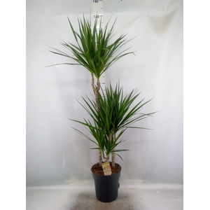 Dracaena marg.