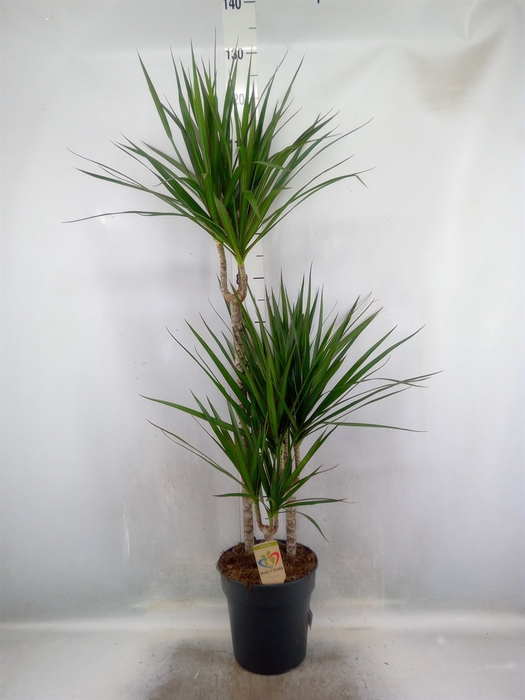 Dracaena marg.