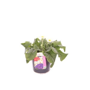 Primula elatior Veristar Late White