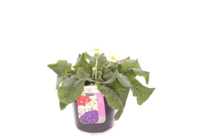 <h4>Primula elatior Veristar Late White</h4>
