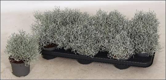 <h4>LEUCOPH BROWNII</h4>