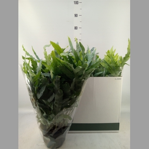 Phlebodium aureum 'Blue Star'