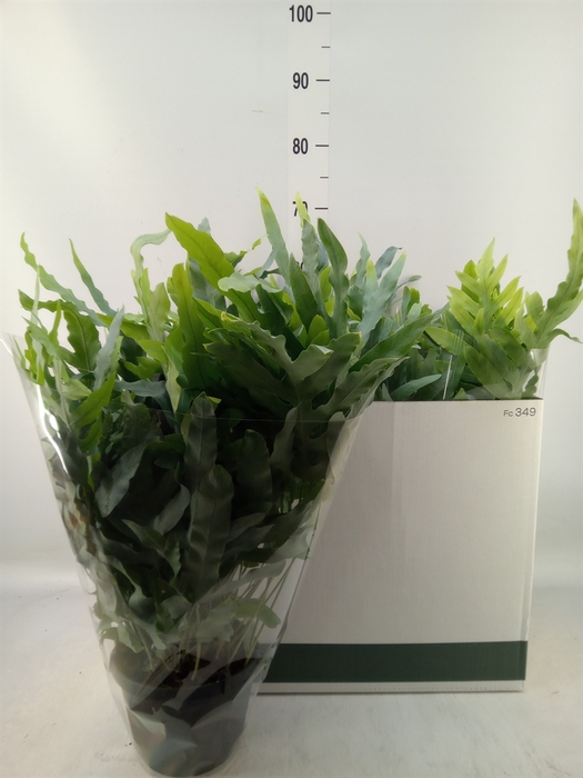 <h4>Phlebodium aureum 'Blue Star'</h4>
