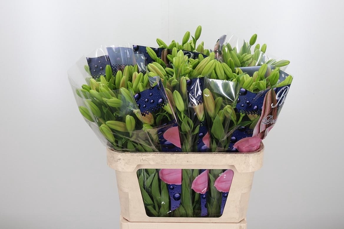 <h4>Li La Brindisi</h4>