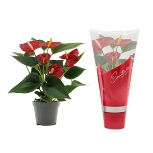 Anthurium Diamond Red in Couture sleeve