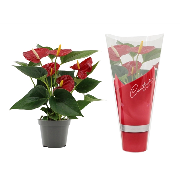 <h4>Anthurium Diamond Red in Couture sleeve</h4>